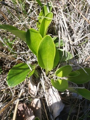 Parnassia glauca