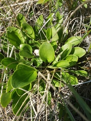 Parnassia glauca