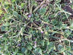Malva parviflora