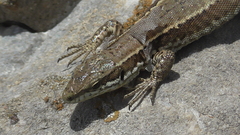 Podarcis muralis