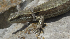 Podarcis muralis