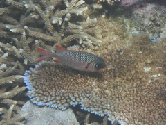 Myripristis violacea