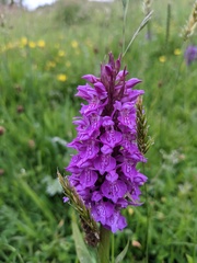 Dactylorhiza praetermissa
