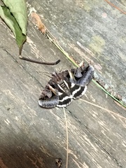 Drasteria grandirena