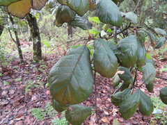 Quercus crassifolia