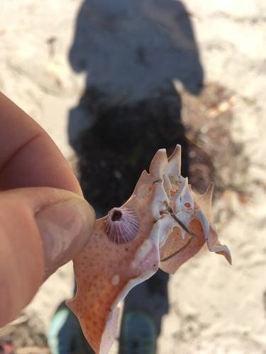 Megabalanus californicus