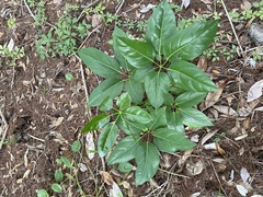 Heptapleurum actinophyllum