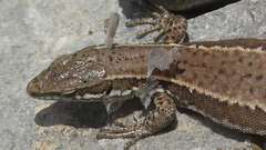 Podarcis muralis