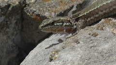 Podarcis muralis
