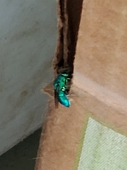 Chrysis angolensis