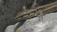 Podarcis muralis