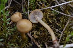 Agrocybe elatella