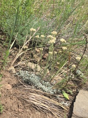 Antennaria rosea confinis