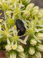 Oxythyrea funesta