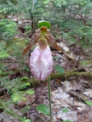 Cypripedium acaule image