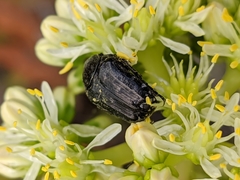 Oxythyrea funesta