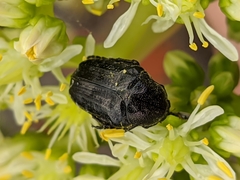 Oxythyrea funesta
