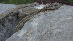 Podarcis muralis