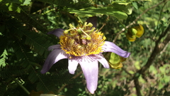 Passiflora bicornis