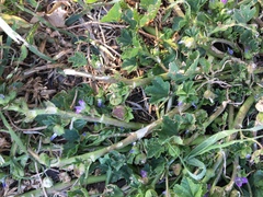 Malva parviflora