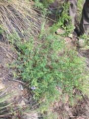 Astragalus tenellus