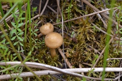 Agrocybe elatella