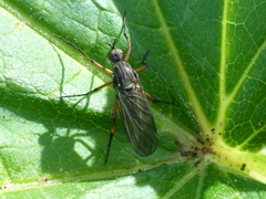 Empidinae