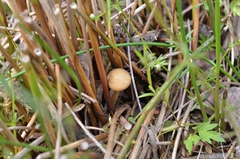 Agrocybe elatella
