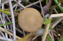 Agrocybe elatella