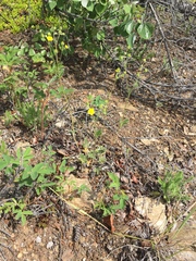 Potentilla rubricaulis