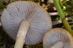 Agrocybe elatella