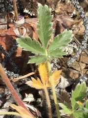 Potentilla rubricaulis