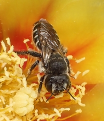 Lithurgopsis gibbosa