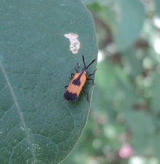 Oxychalepus balyanus