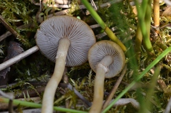 Agrocybe elatella
