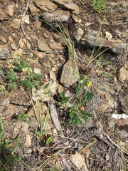 Potentilla rubricaulis