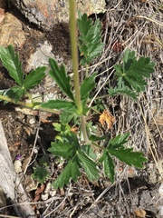 Potentilla rubricaulis
