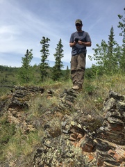 Potentilla rubricaulis
