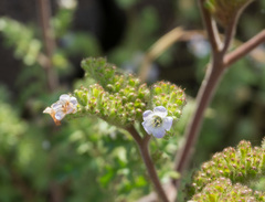 Phacelia lyonii
