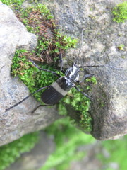 Chauliognathus tripartitus