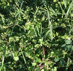 Stellaria