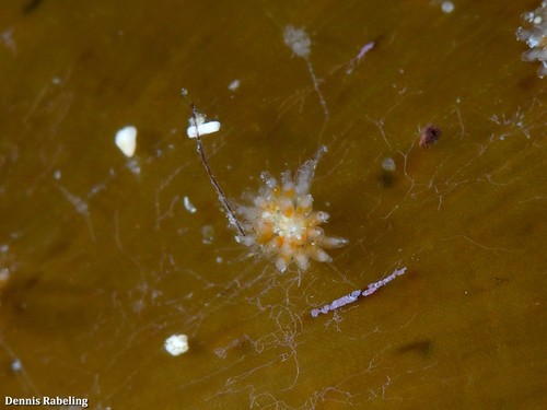 Representative image of Walkeriidae