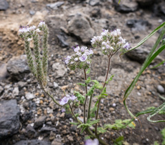 Phacelia floribunda