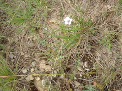 Linum tenuifolium