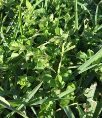 Stellaria