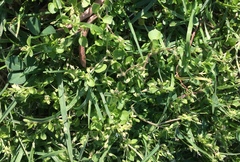 Stellaria
