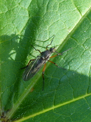 Empidinae