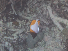 Hemitaurichthys polylepis