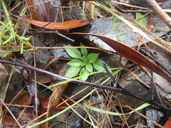 Pterostylis tasmanica