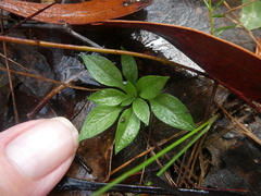 Pterostylis tasmanica